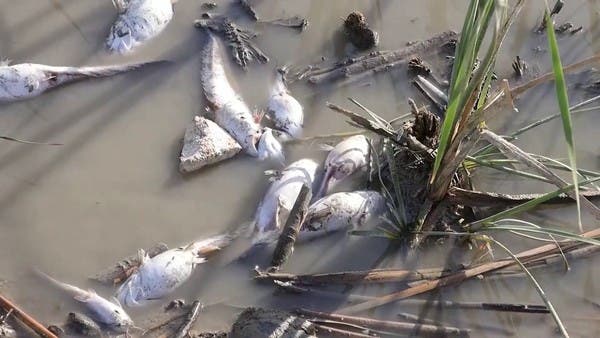 من يتحمل مسؤولية ردم مئات البحيرات وتشريد آلاف الصيادين العراقيين؟