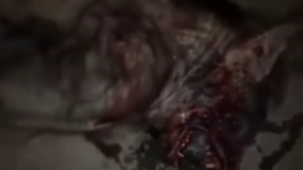 ذئب بهيئة إنسان يقتل الشباب باليمن.. من هو هذا الوحش؟!