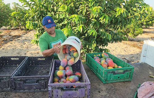 بدء جني محصول المانجا وسط توقعات بموسم وفير
