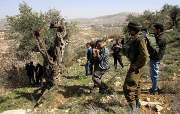 الاحتلال يقتلع 20 غرسة زيتون ويجرف عشرات الدونمات غرب سلفيت-الحياة الجديدة