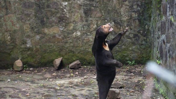 دب شمسي في حديقة حيوان بالصين يشعل مواقع التواصل لهذا السبب العجيب