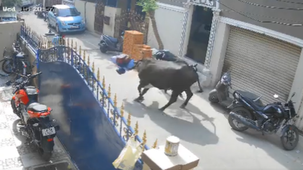 مشهد لا يصدق.. بقرة تهاجم طفلة أغاظتها وتدهسها مراراً