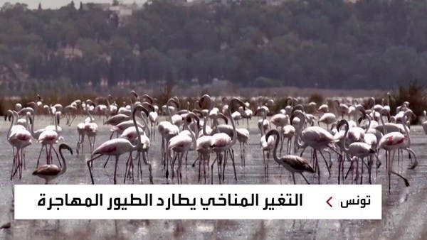 جفاف البحيرات الساحلية في تونس يربك أسراب الطيور المهاجرة بين أوروبا وأفريقيا
