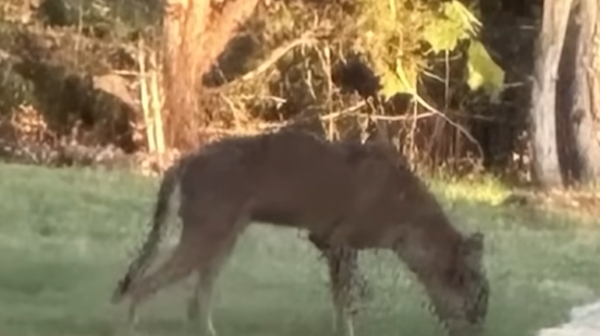 ذئب أم كلب أم تشوباكابرا؟ حيوان غريب يحيّر سكان تكساس