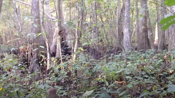 “ذو القدم الكبيرة”.. مخلوق غريب بغابة أميركية يثير هلعا 