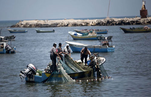 الاحتلال يقلّص كميات الأسماك المسوقة في الضفة من القطاع