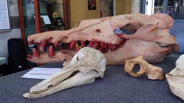 اكتشاف حوت صغير منقرض في مصر عمره 41 مليون سنة