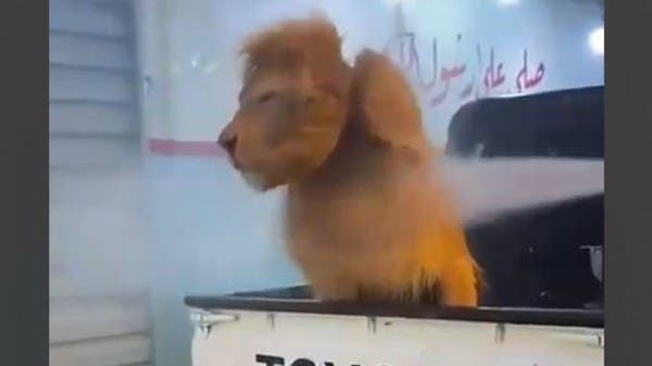 مشهد يشعل غضباً.. غسل “أسداً” في مغسل للسيارات أمام المارة!