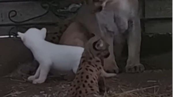 ولادة نادرة.. فيديو لحيوان “بوما ألبينو” المهدد بالانقراض