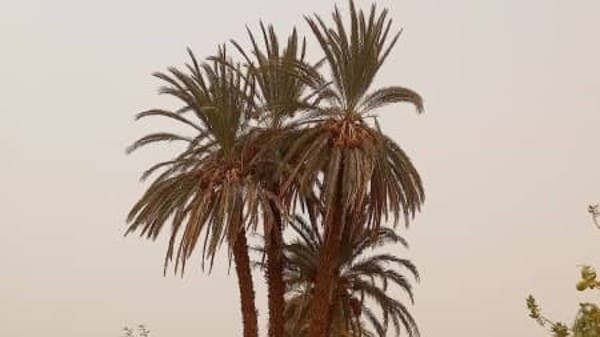 تمر الهبوب عَادةٌ سُودانيّةٌ لم تهزمها الحرب.. فما قصتها؟!