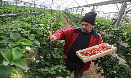 بدء غرس أشتال الفراولة وسط آمال بموسم ناجح