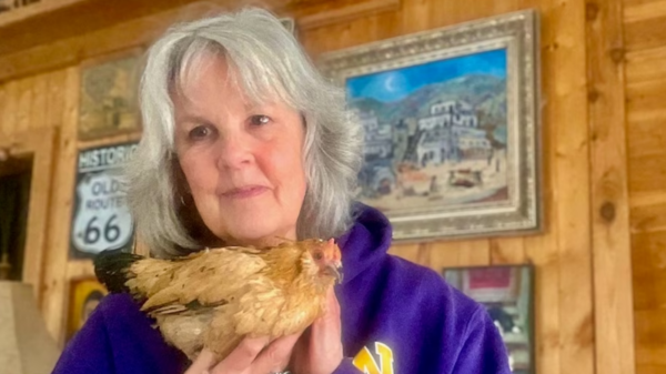 تشاهد التلفاز وتفطر زبادي بالتوت.. أكبر دجاجة بالعالم تثير الدهشة