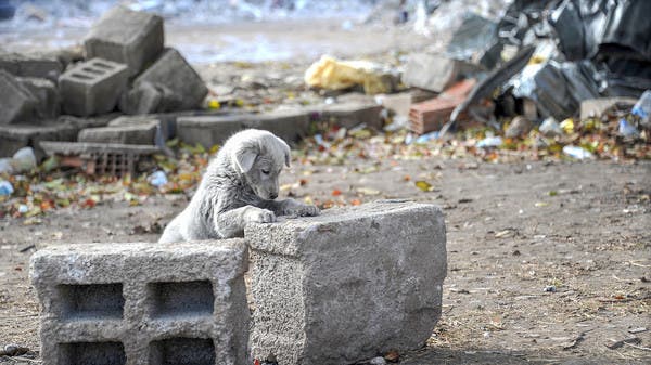 سيمزق القشرة الأرضية.. العلماء يحددون قوة زلزال الفناء!