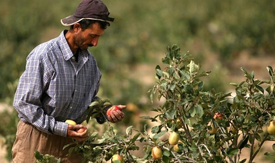 الأمطار الغزيرة المبكرة تنهي الجفاف وتبشر بموسم زراعي جيد