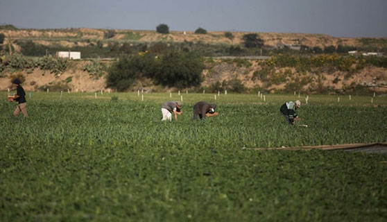 قرار “حماس” رفع تسعيرة تأجير الأراضي الحكومية يثير غضب المزارعين