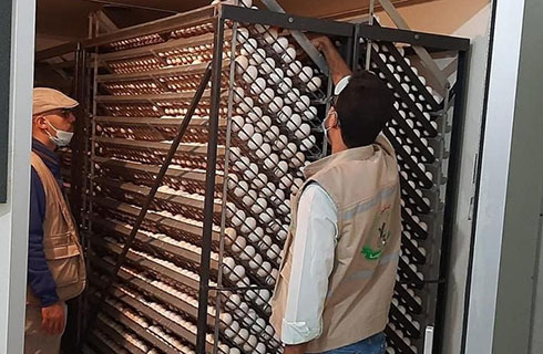 تحديد كميات البيض المخصب المستوردة تثير جدلاً بقطاع غزة