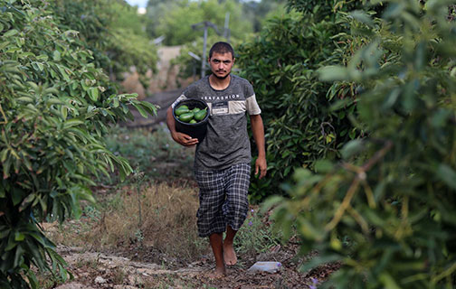 شح المياه والمنافسة القوية يحولان دون التوسع بزراعة الأفوكادو