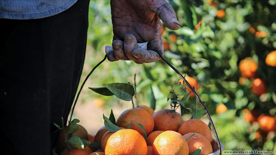 بداية مبشرة لموسم قطف الحمضيات