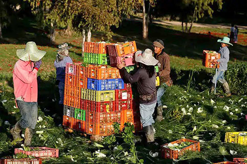 الحكومة الإسرائيلية توافق على استقدام 5 آلاف عامل أجنبي