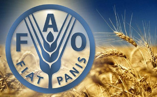 “الفاو” تضيف فلسطين إلى المناطق المحتاجة إلى مساعدات غذائية