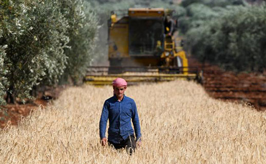 سورية تستورد 1.4 مليون طن قمح