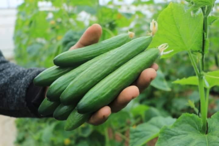 جنين- الحياة الجديدة- ديانا عمرية- في عالم تسيطر فيه الشركات…