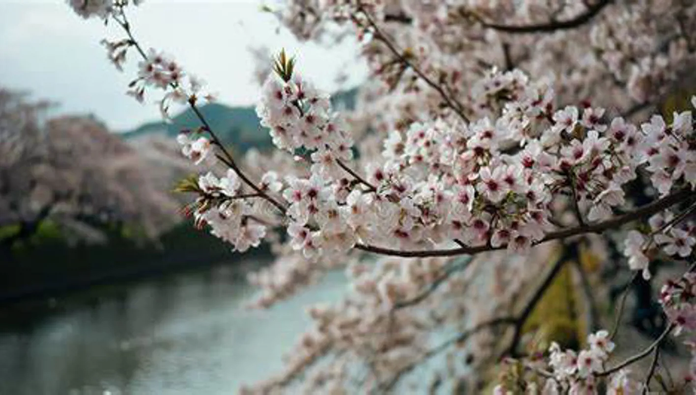 أداة ذكاء اصطناعي تساهم في الحفاظ على أشجار الكرز في اليابان