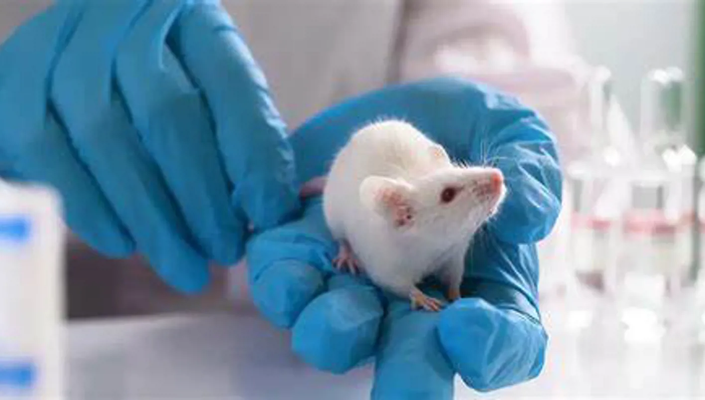 هل تنهي الاختبارات التكنولوجية استخدام الحيوانات في ابتكار الأدوية؟