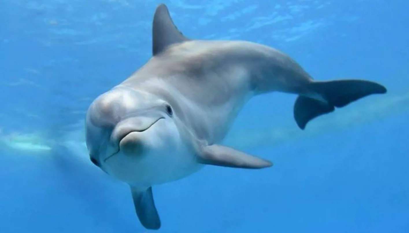 غوغل” تطور نموذج ذكاء اصطناعي لفكّ شفرة تواصل الدلافين”