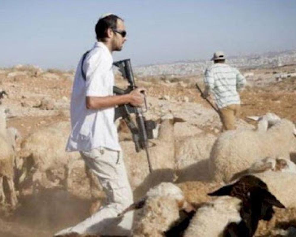 عى مستعمرون، اليوم السبت، أغنامهم في أراضي المواطنين بمسافر يطا،…