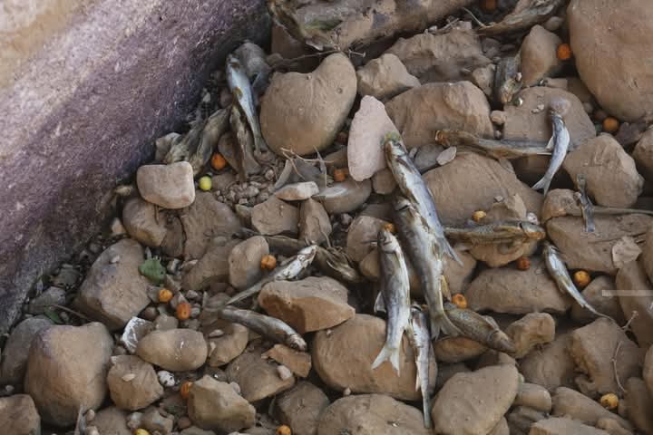 أريحا- الحياة الجديدة- عزيزة ظاهر- لم يعد خرير المياه يصدح…