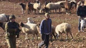 الخليل- الحياة الجديدة – أقدم مستعمرون، اليوم الجمعة، على سرقة أكثر…