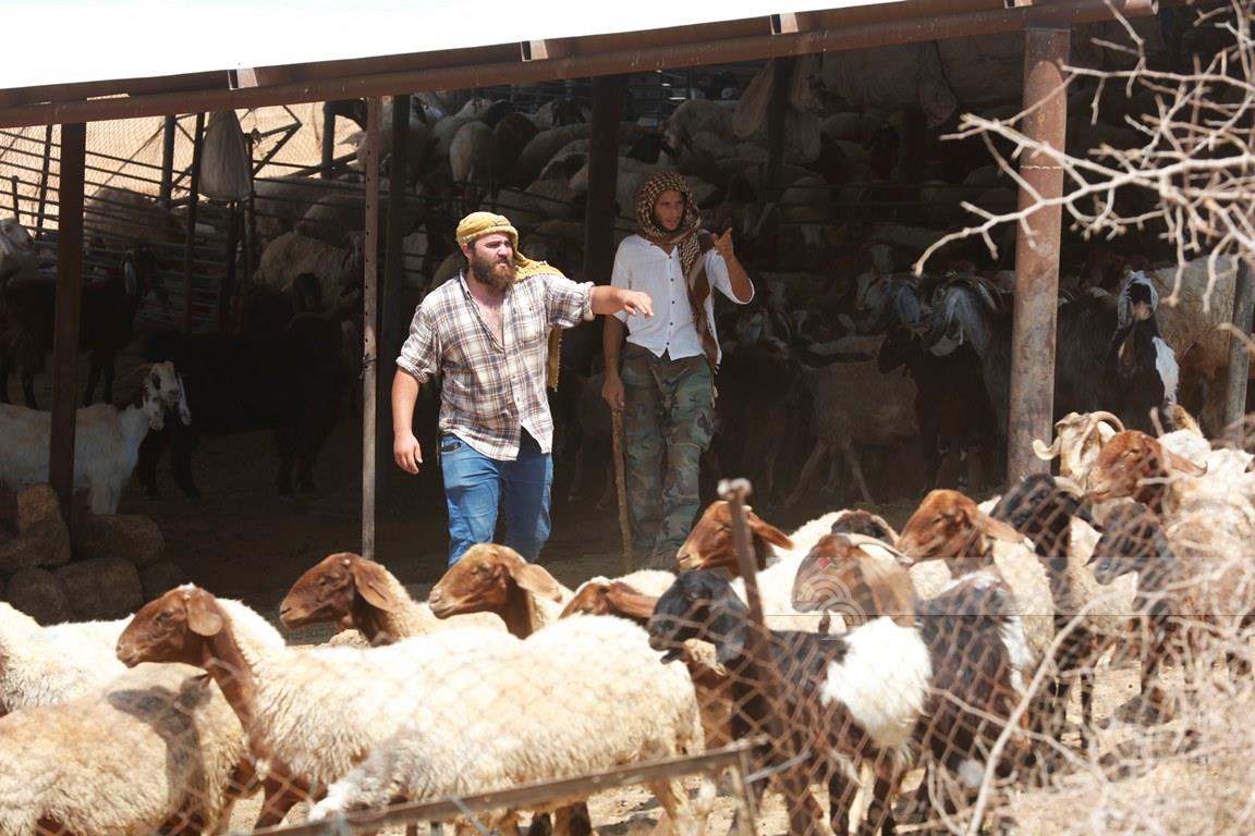 مستعمرون يسرقون ويقتلون عشرات رؤوس الأغنام في الأغوار الشمالية-الحياة الجديدة