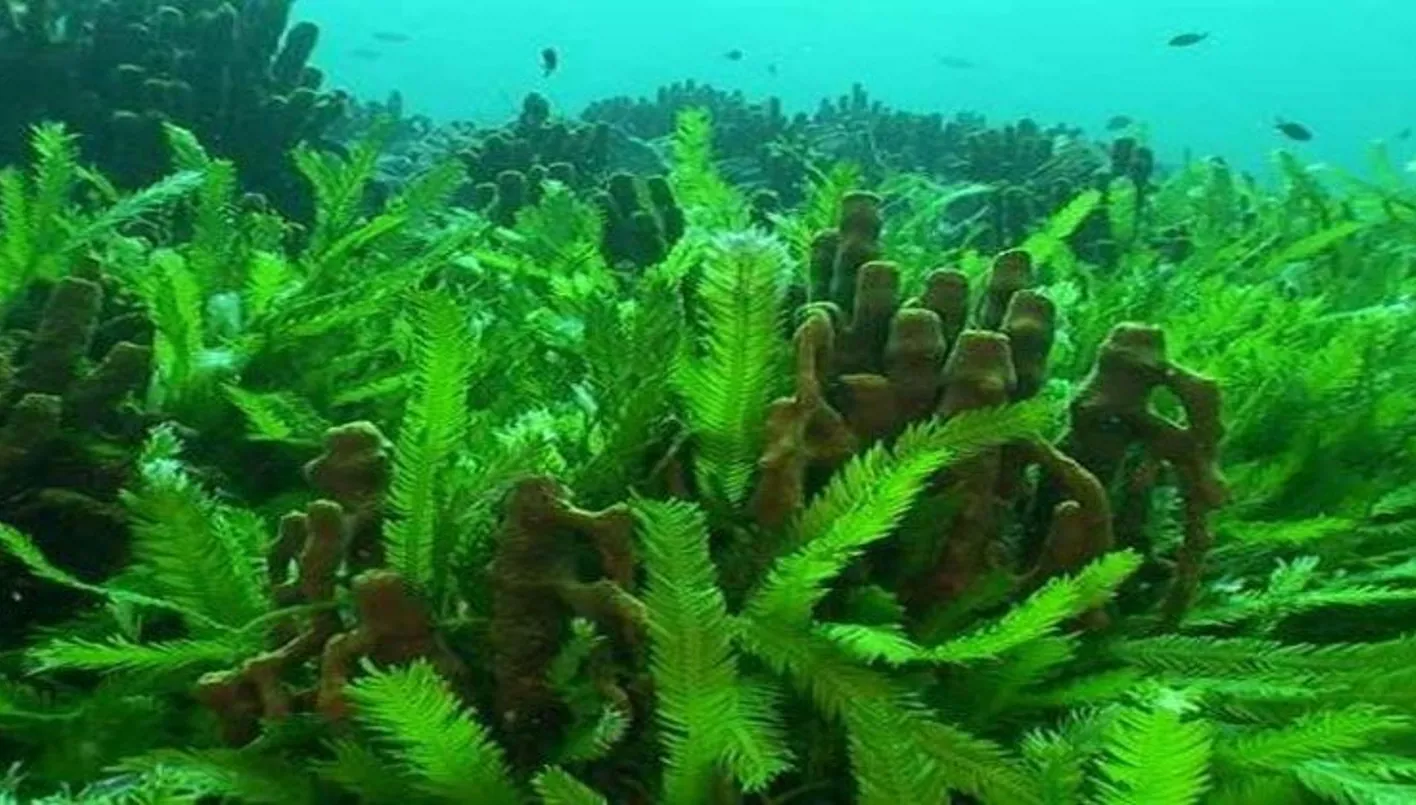 تحويل الطحالب إلى بطاريات كهربائية… حقيقة أم خيال؟