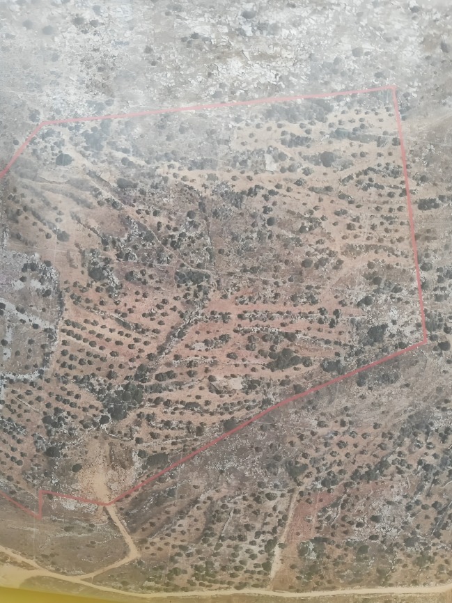 سروج المُلاحقة..أوامر باقتلاع زيتون و”اعتقال” آليات!-الحياة الجديدة