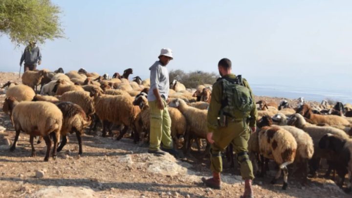 مستعمرون يقتحمون شلال العوجا شمال أريحا برفقة أغنامهم-الحياة الجديدة