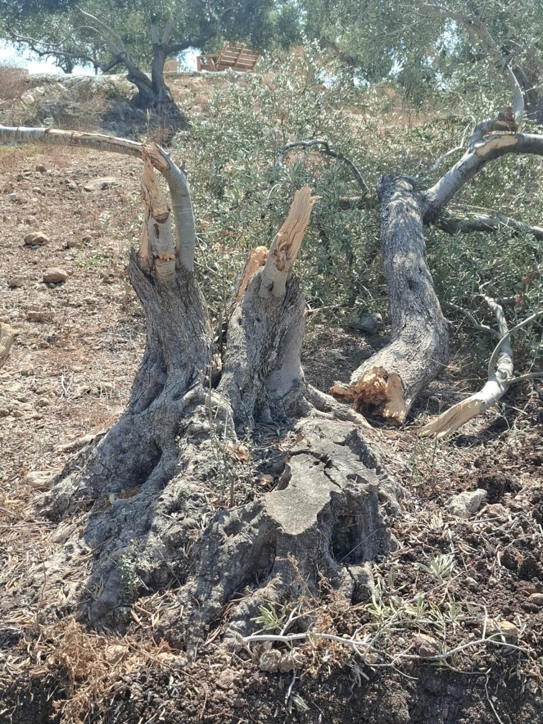 الاحتلال يقتلع ويكسر عشرات أشجار الزيتون في ظهر العبد جنوب جنين-الحياة الجديدة