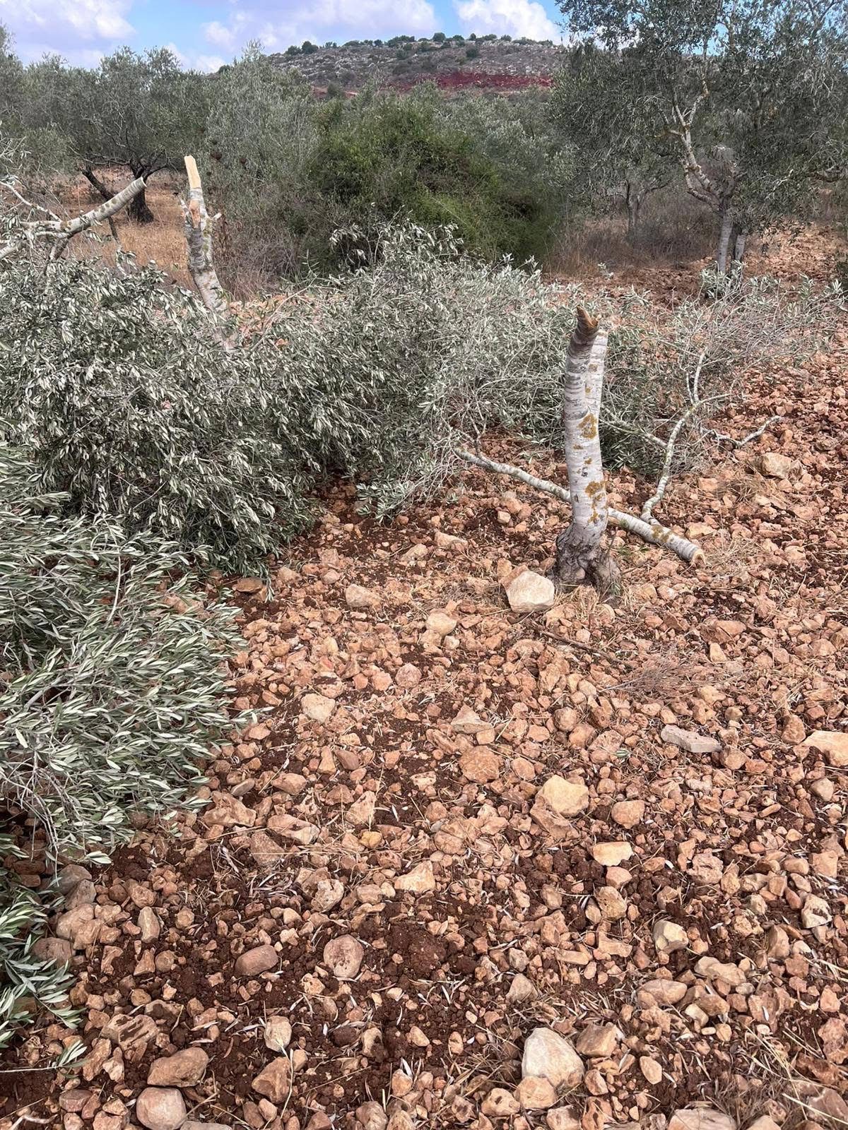 مستعمرون يقتلعون أشجار زيتون وعنب في دوما جنوب نابلس-الحياة الجديدة