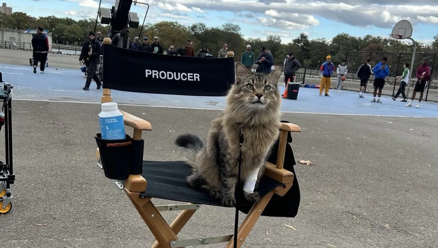 القطة تونيك تسرق الأضواء من نجوم ‘Caught Stealing’ على السجادة الحمراء (فيديو)