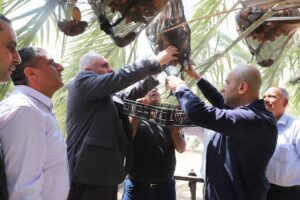 إطلاق موسم قطف التمور في أريحا والأغوار-الحياة الجديدة