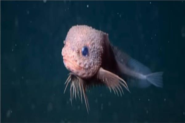 اكتشاف سمكة أعماق لطيفة تذهل العلماء بشكلها الغريب