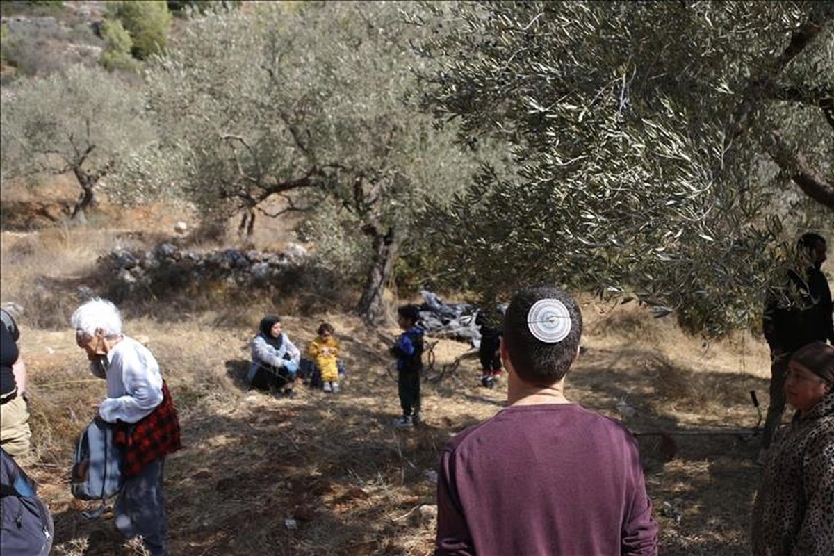 مستعمرون يقتلعون 50 شجرة زيتون معمّرة شرق قلقيلية-الحياة الجديدة