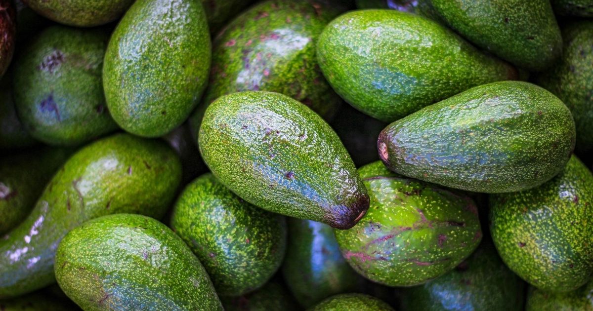 الاحتلال يتسبب بخسائر كبيرة لمزارعي المغرب بعد إغراق أوروبا بـ”الأفوكادو” – عربي21