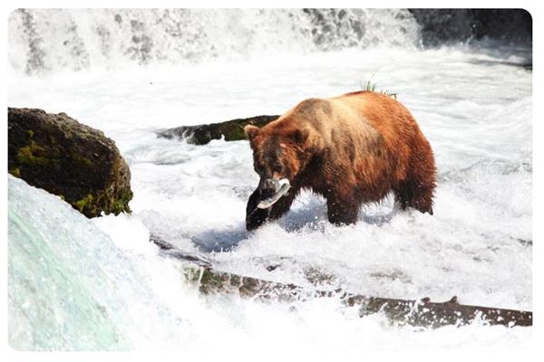 إصابات متزايدة بين الطيور البرية وظهور مفاجئ لفيروس إنفلونزا الطيور لدب بكولورادو