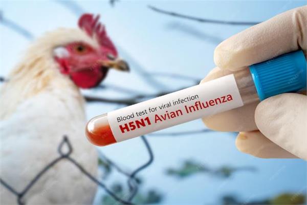 مفاجأة : إنفلونزا الطيور H5N1 قد تنتشر بصمت بين البشر دون أعراض