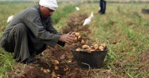 هذه الاقتصادات الأفريقية الأكبر من حيث الناتج المحلي للعام 2026 (إنفوغراف)