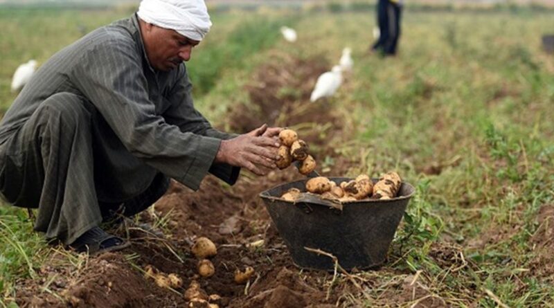 هذه الاقتصادات الأفريقية الأكبر من حيث الناتج المحلي للعام 2026 (إنفوغراف)