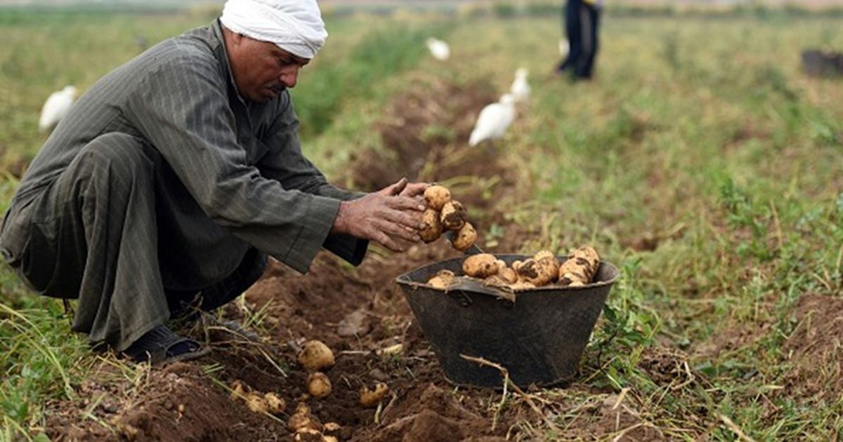 هذه الاقتصادات الأفريقية الأكبر من حيث الناتج المحلي للعام 2026 (إنفوغراف)