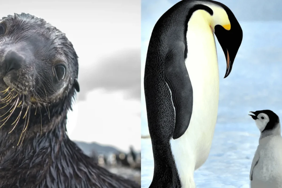 إنذار من القطب الجنوبي… البطريق الإمبراطوري وفقمة الفراء على حافّة الانقراض