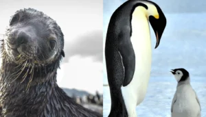 إنذار من القطب الجنوبي… البطريق الإمبراطوري وفقمة الفراء على حافّة الانقراض